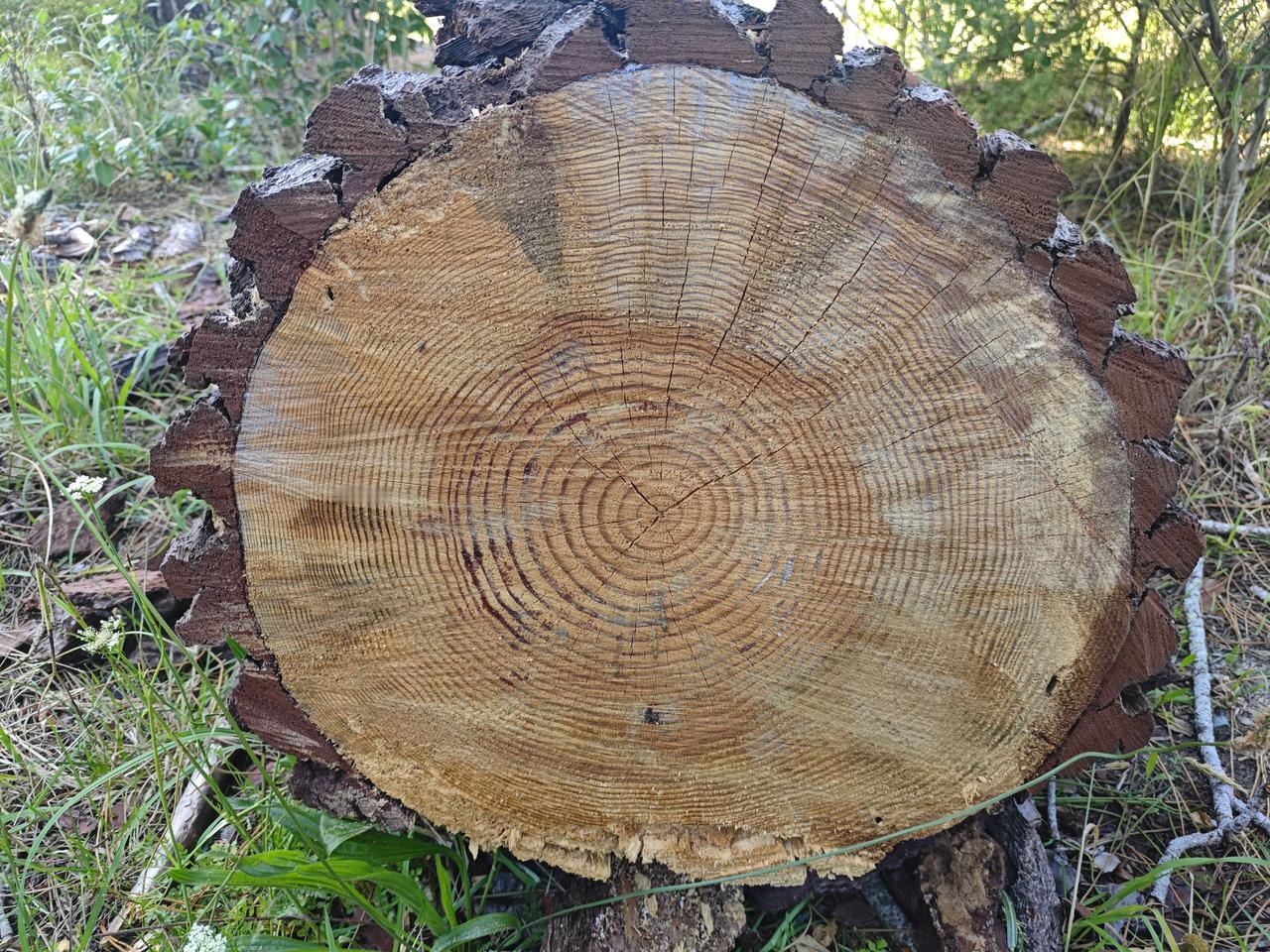 豆包帮我数年轮

早上起来，和老婆到莫伊尔公园散步，看到路旁被锯倒的大树，感觉稀