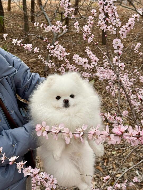 狗跟我妈出来 也得跟花拍照！📷