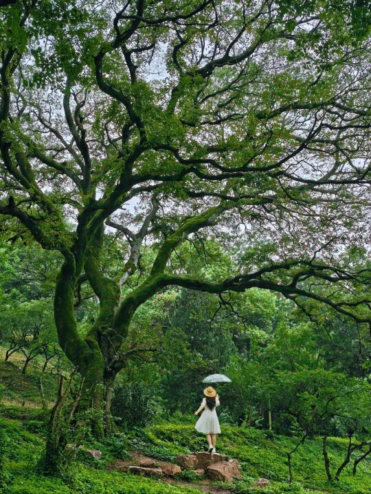 明孝陵树张力拉满的百年朴树，附详细位置