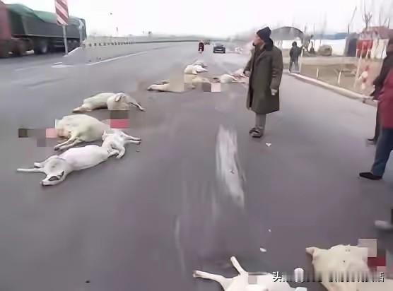 司机全额赔付8万多，死羊到底归谁才合理？

甘肃武威这起撞羊事故闹得大家议论纷纷