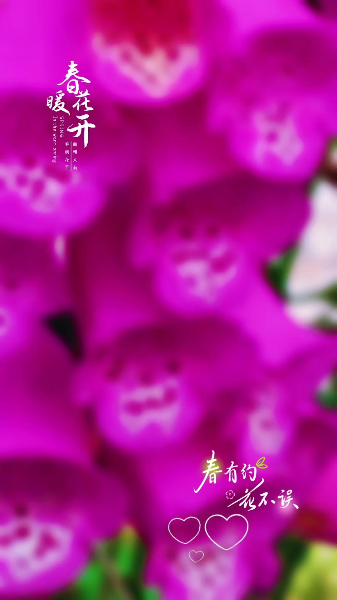 谁懂啊！南方的春天真的把花种进了骨子里～连叶子都带着粉嫩的花，走在路上眼睛都不够