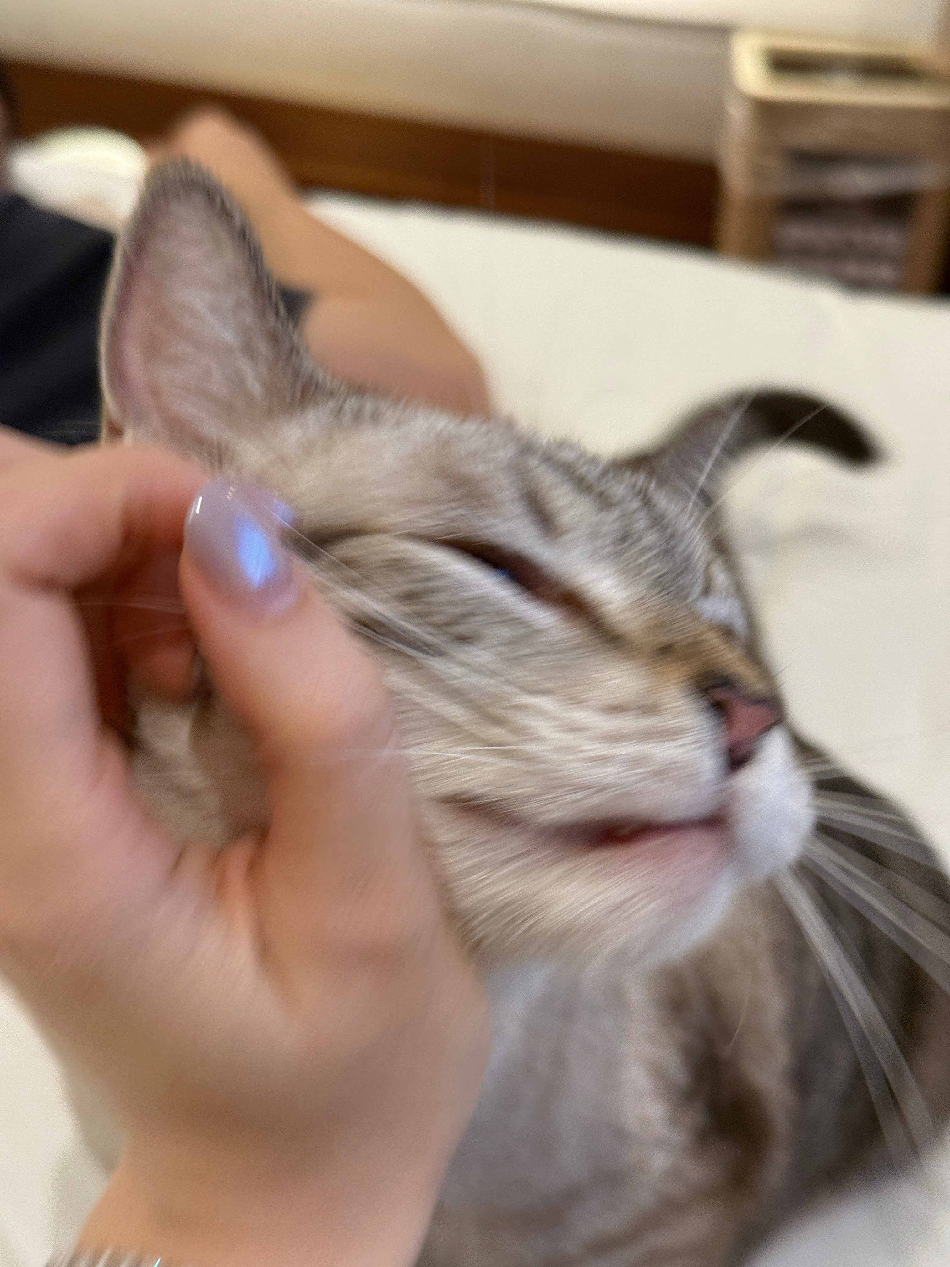 明天就搬家嘞！今天先把小猫都拉到临时租的公寓来了！喵喵：疯狂撒娇饼子：麻？我们是