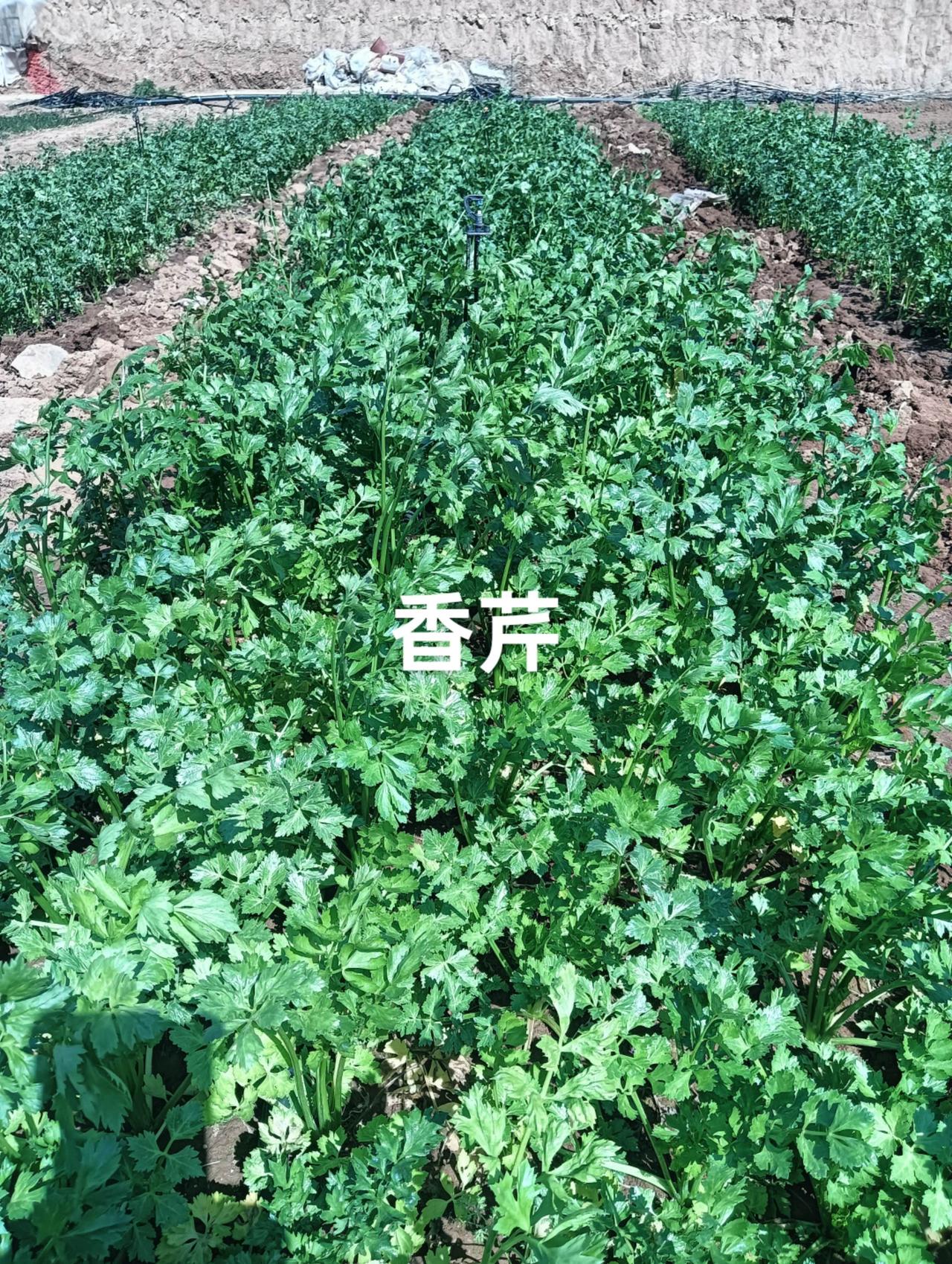 农田风景 现场实拍