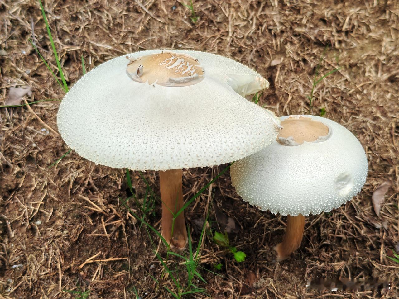 雨后的草地上，悄悄冒出一簇簇菌菇，湿润的落叶泥土之间，一把把素白的菌伞次第撑开，
