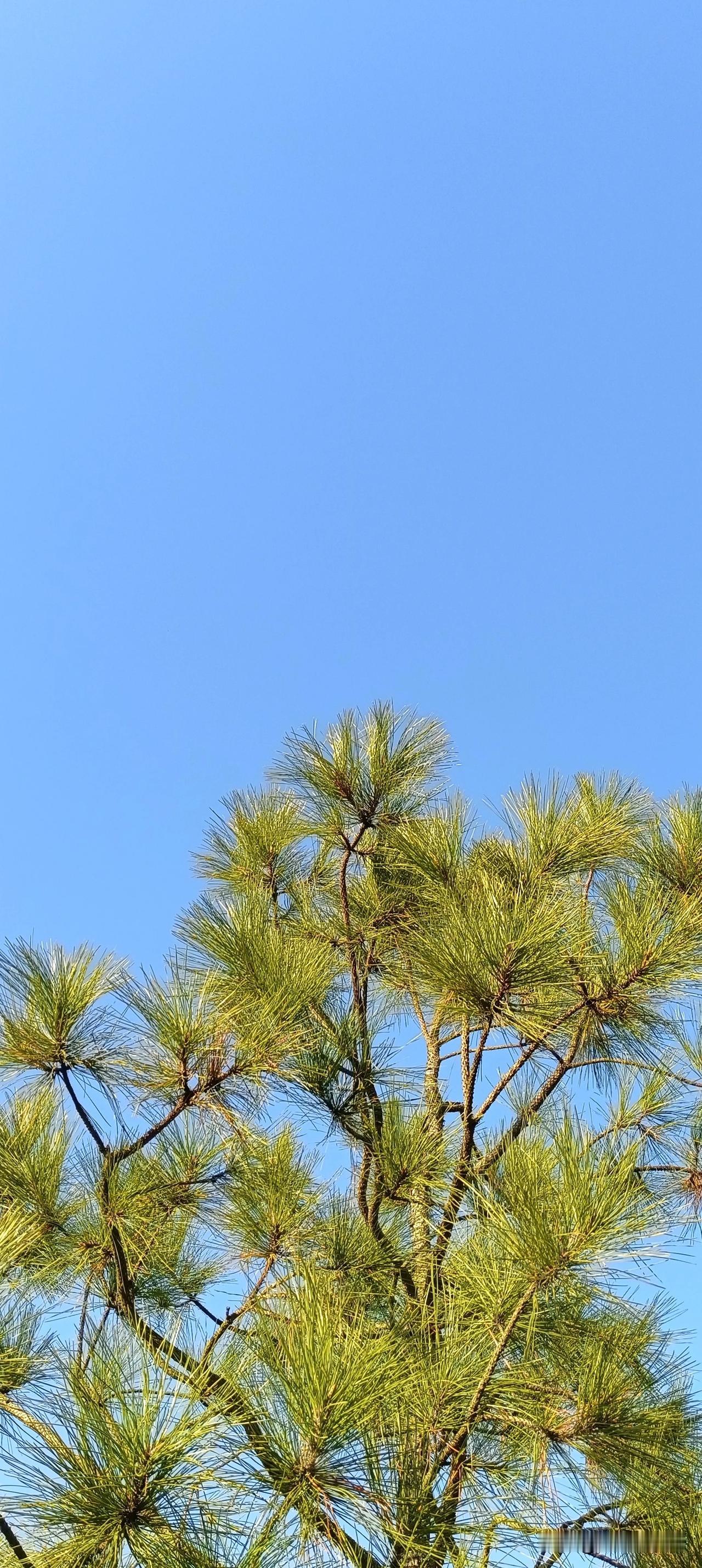 最近翻书，看到这样一段话：

有条件时讲究，是对美好生活孜孜不倦地追求，没条件时