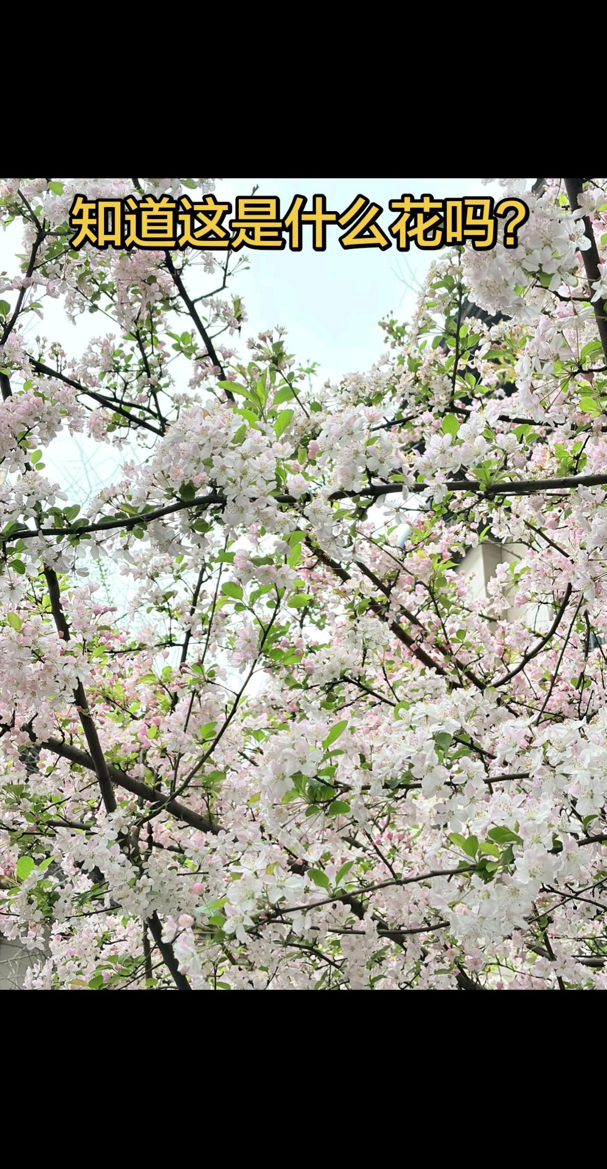 你能叫出它的名字吗 一般人不知道是什么 原生态绿色食品第一次来 这才是真正的爬山