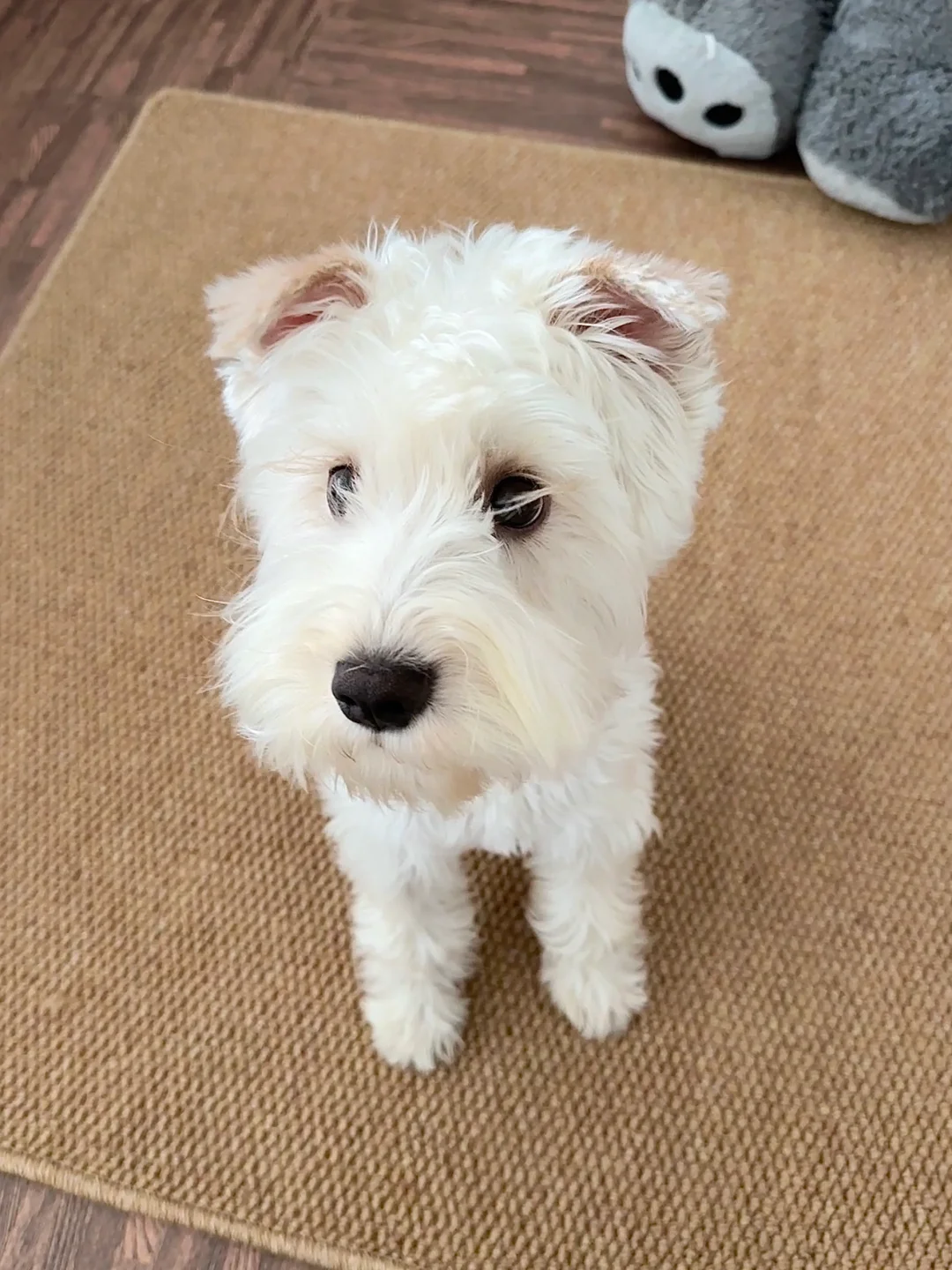 来和小狗拔河🐕