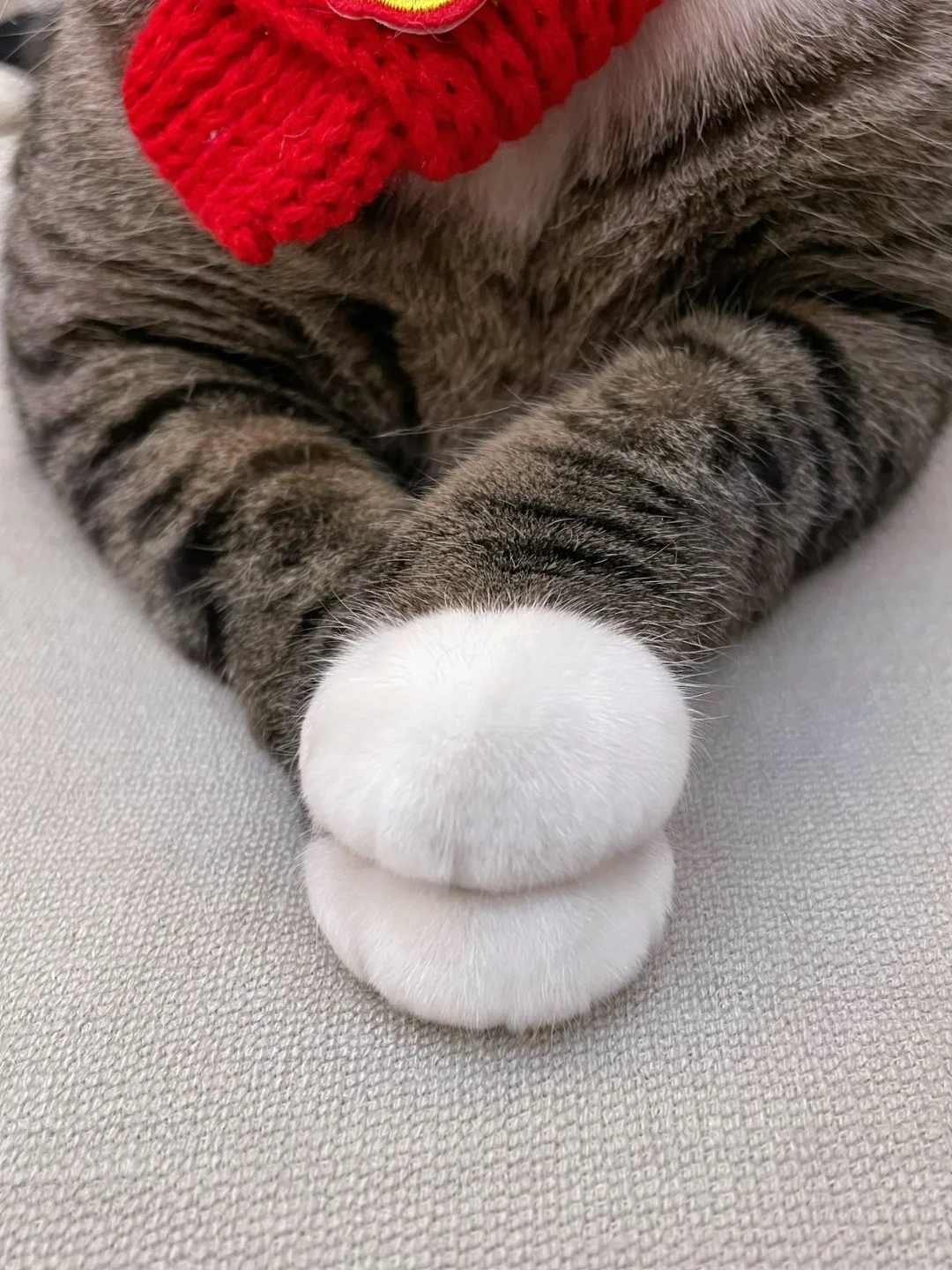 大家一定要小心有这种山竹爪的猫咪！