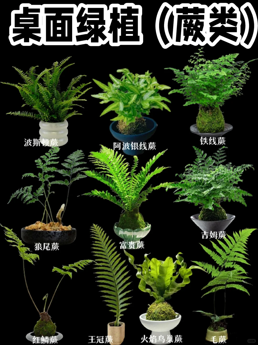 【桌面绿植】办公桌终于知道养什么植物了