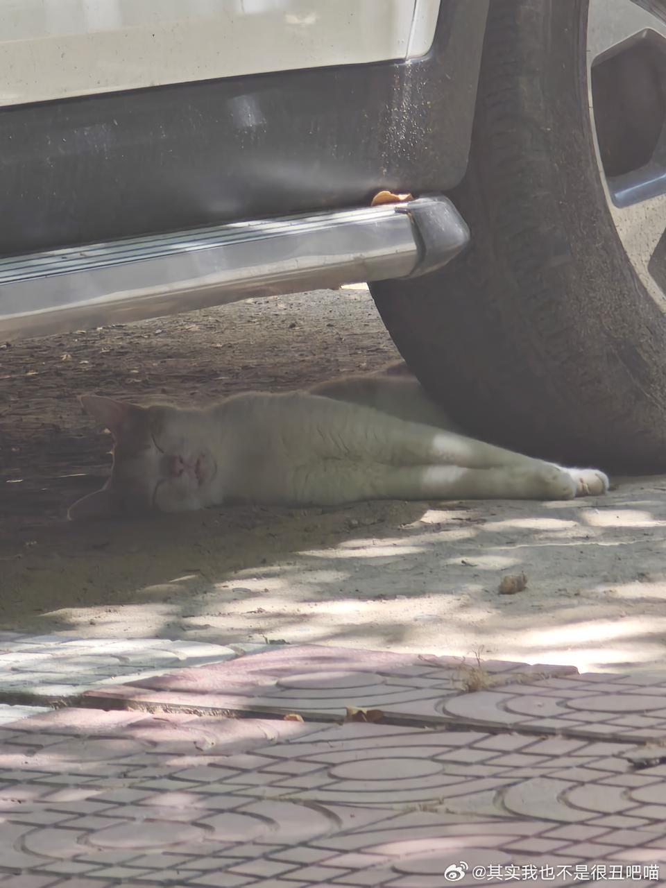 52155【丑猫】口呼吸 ​​​