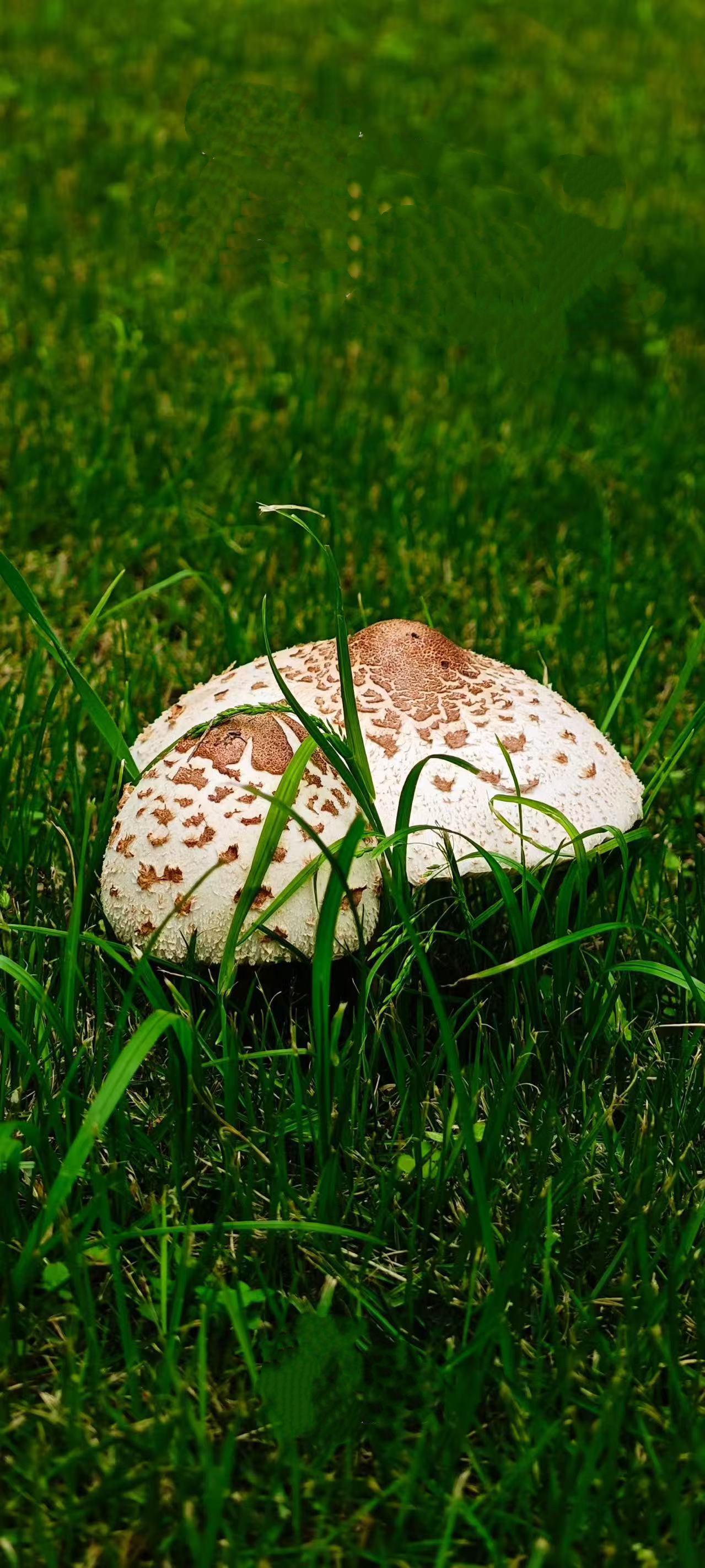 （原创）
盘起……