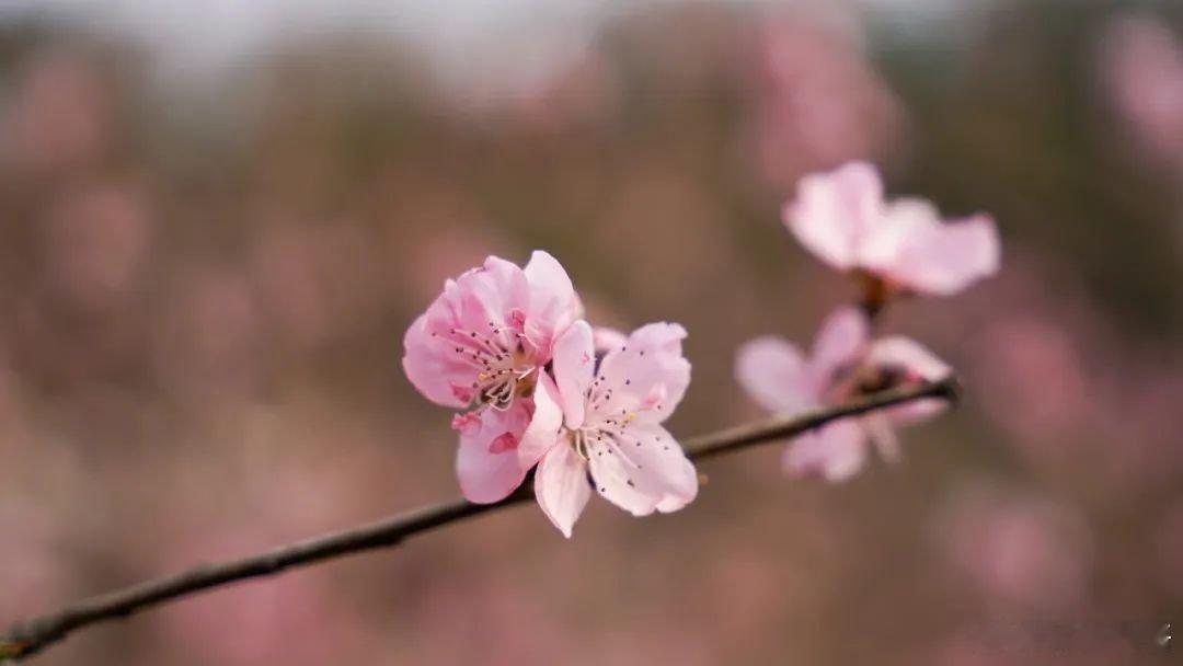 一夜春雨桃花香，满目春色入画来。 ​​​