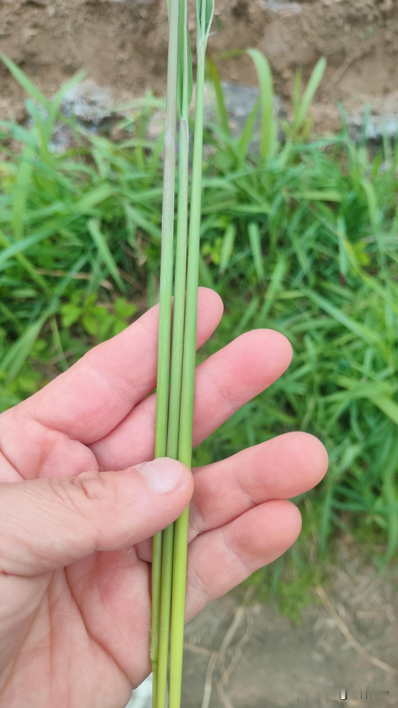 这些土东西，你家孩子认得不？以前我总觉得，土生土长的农村小孩，都是没见世面的笨。