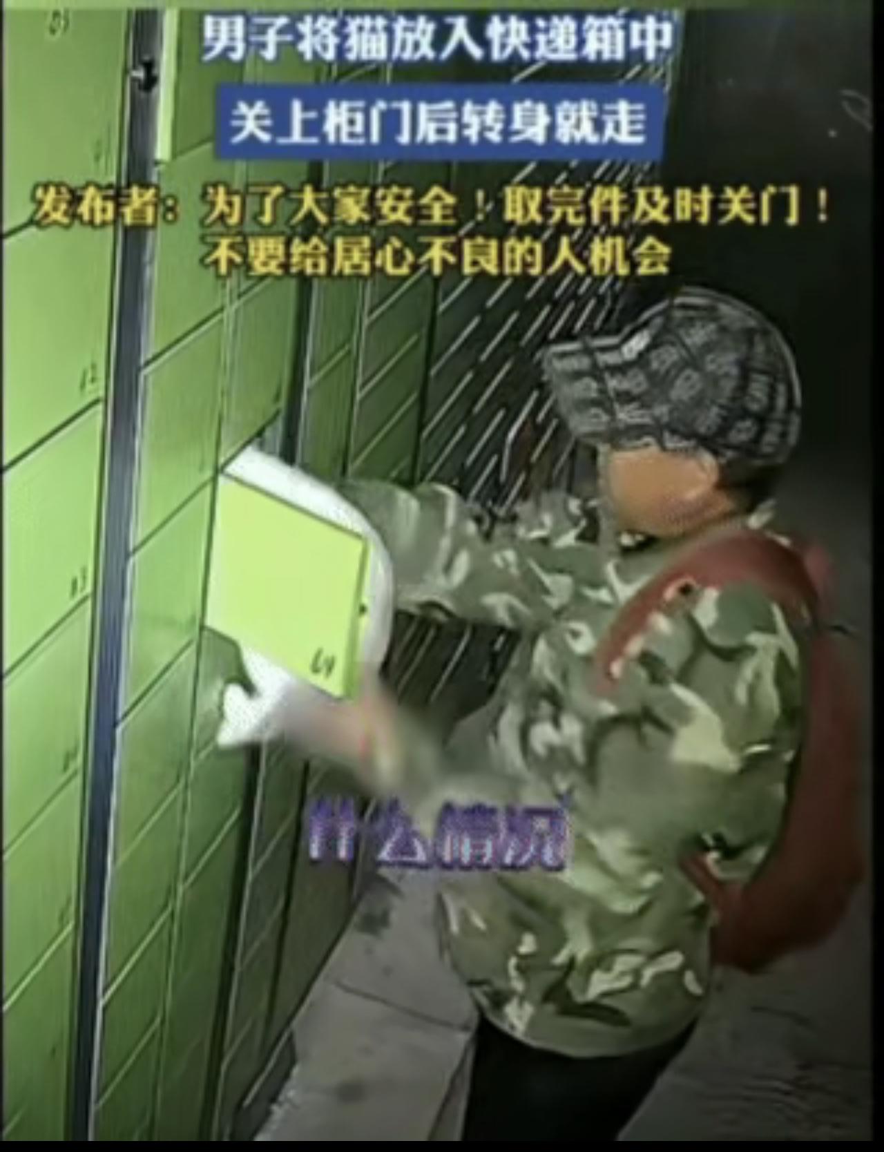 把活猫塞进快递柜锁死？这男的操作真能气到让人发抖！

一只银渐层被硬生生塞进狭窄