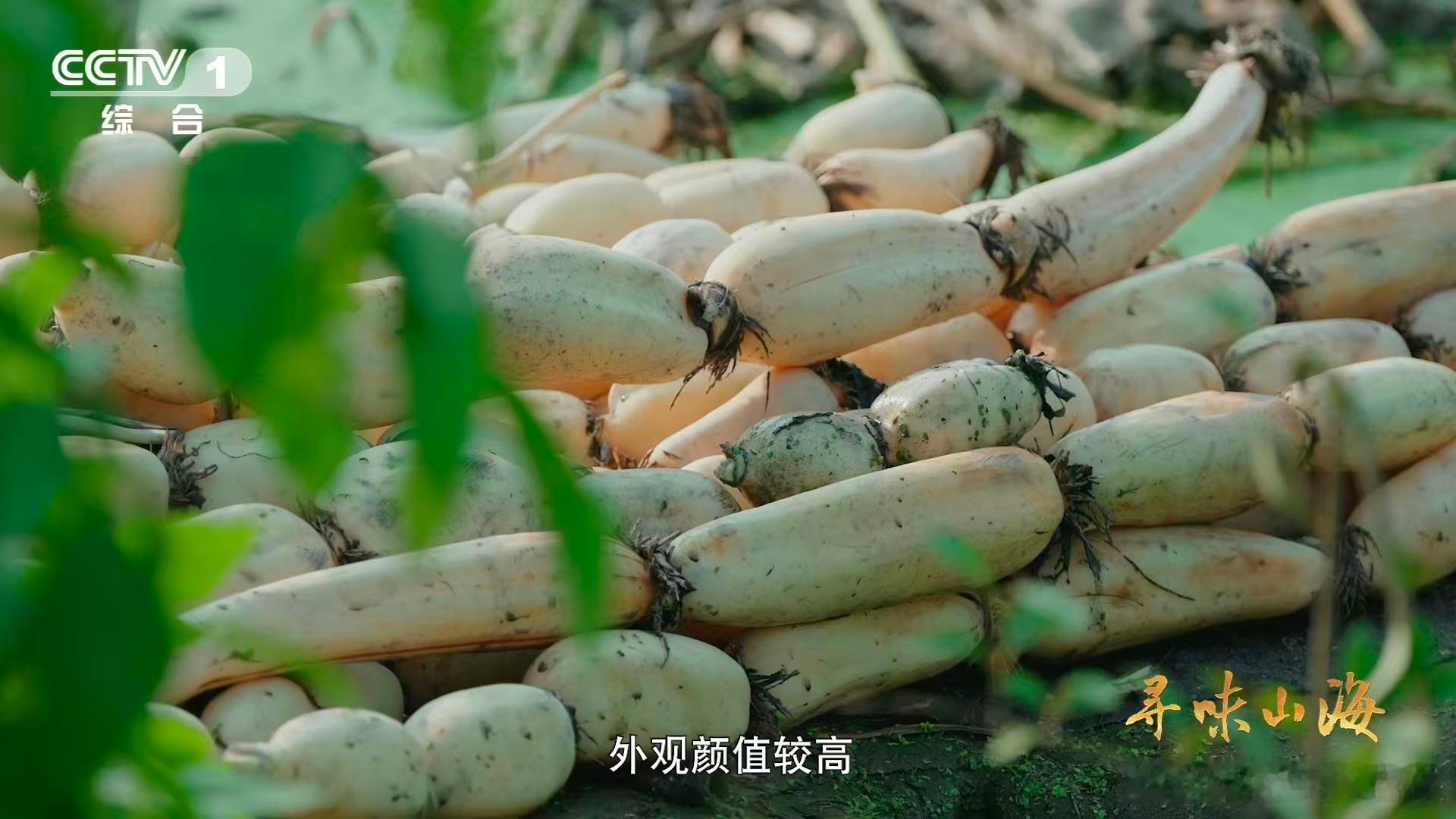 湖北人种了1000年莲藕湖北有世界第一长莲藕谁没被湖北蔡甸的 3.473 米莲藕