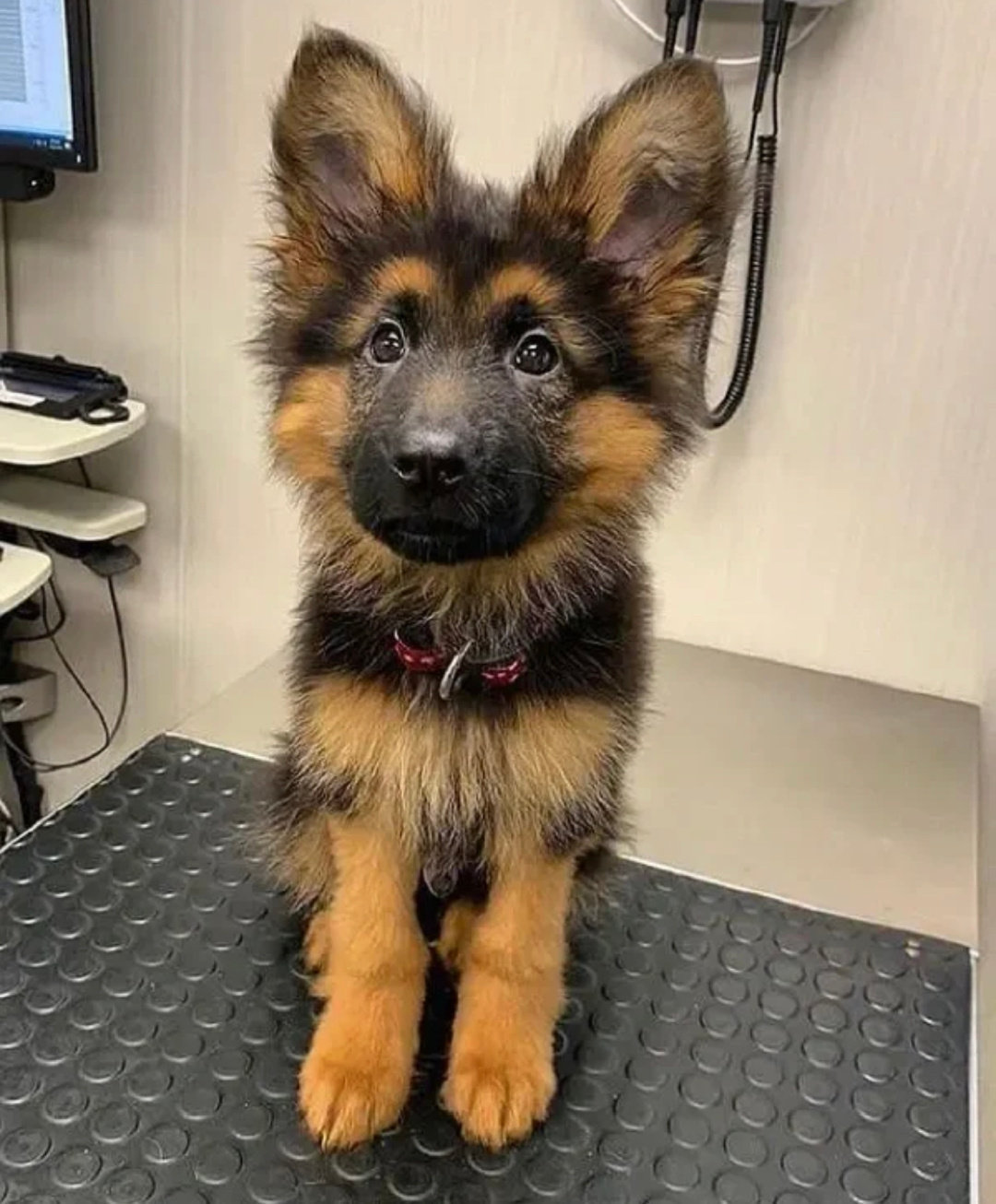 原来考编失败的警犬还包分配 