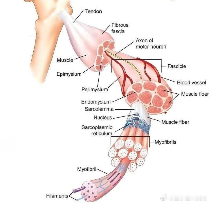 Anatomy医学生Medic[超话] ​​​