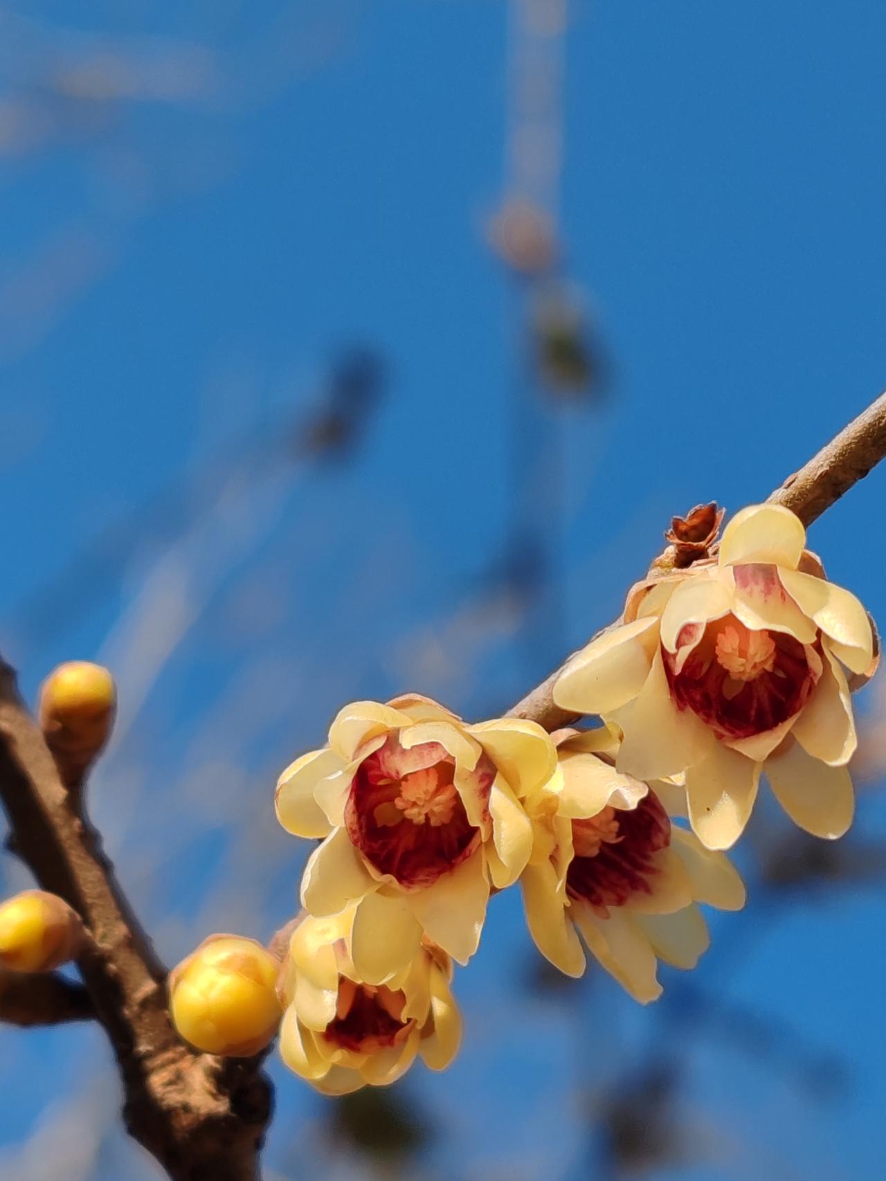 晒图笔记大赛腊月赏梅。