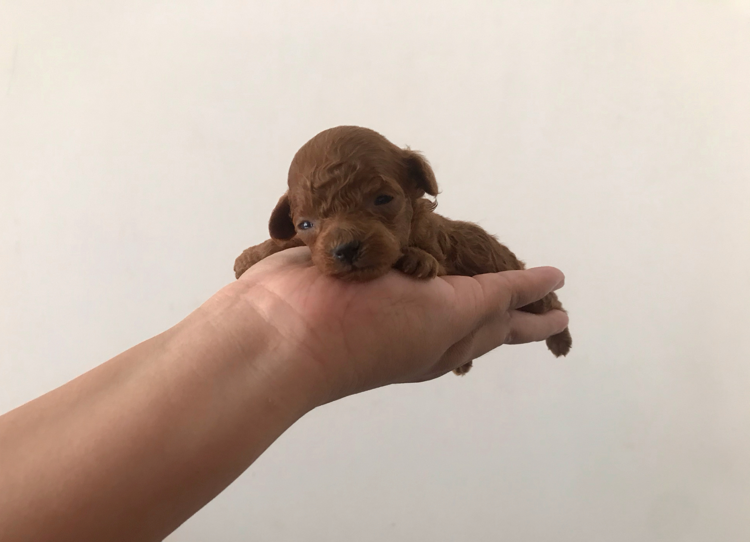 小荳荳小时候 