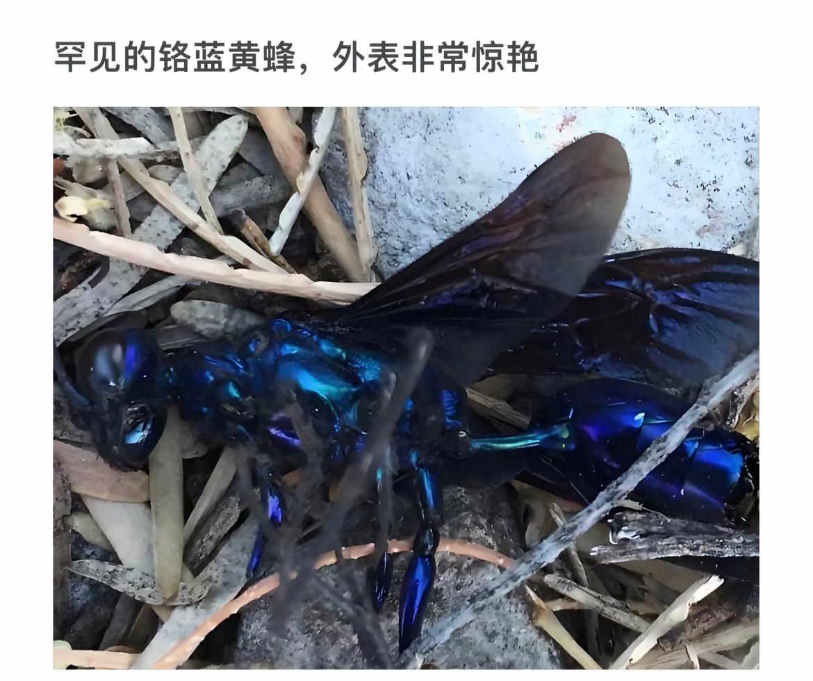 惊艳的蓝黄蜂，自然界的奇观！