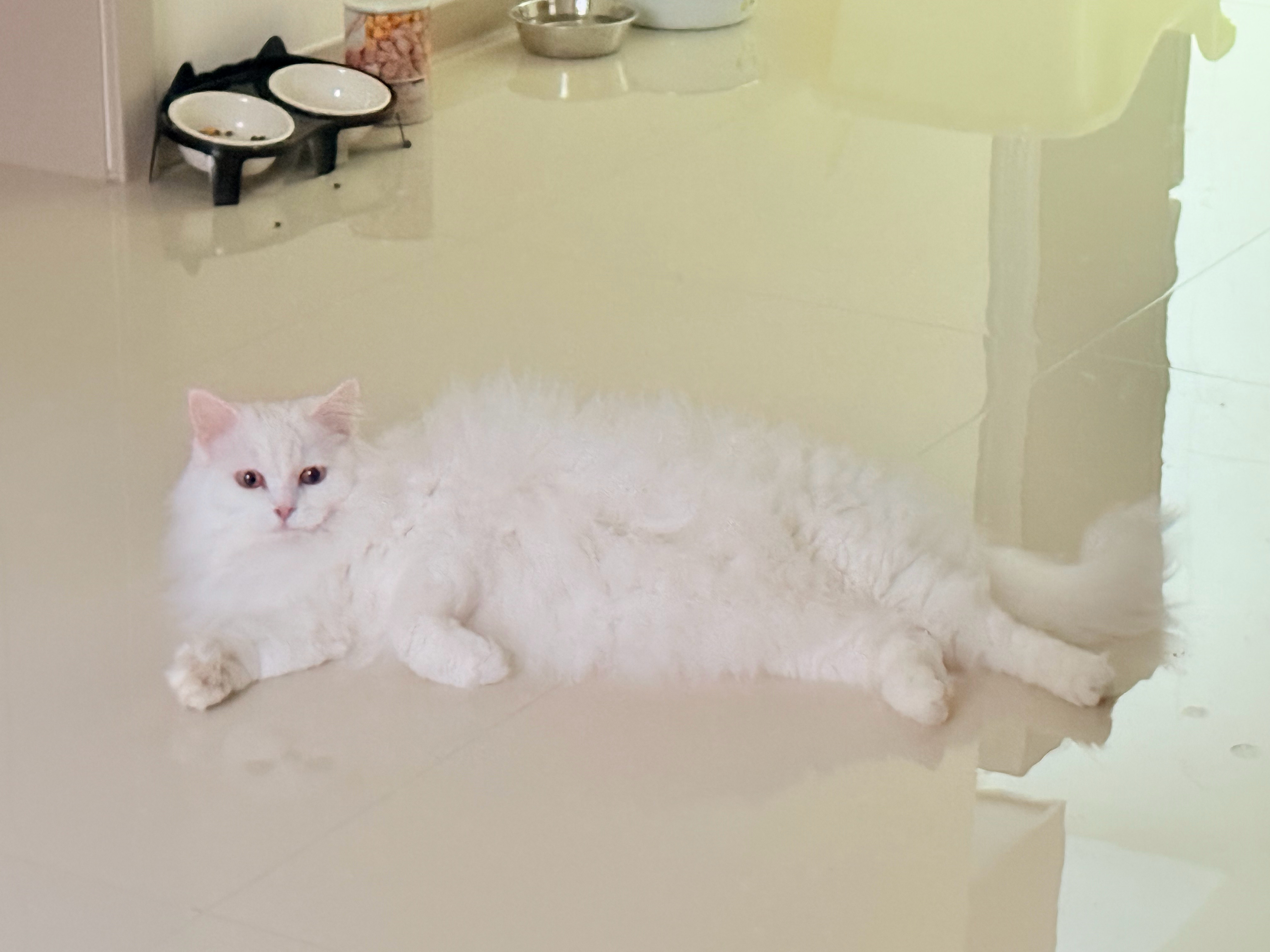 发完微博一抬头就看到一只美猫趴卧在对面……这不就是那些维纳斯们……笑笑的奇妙物语