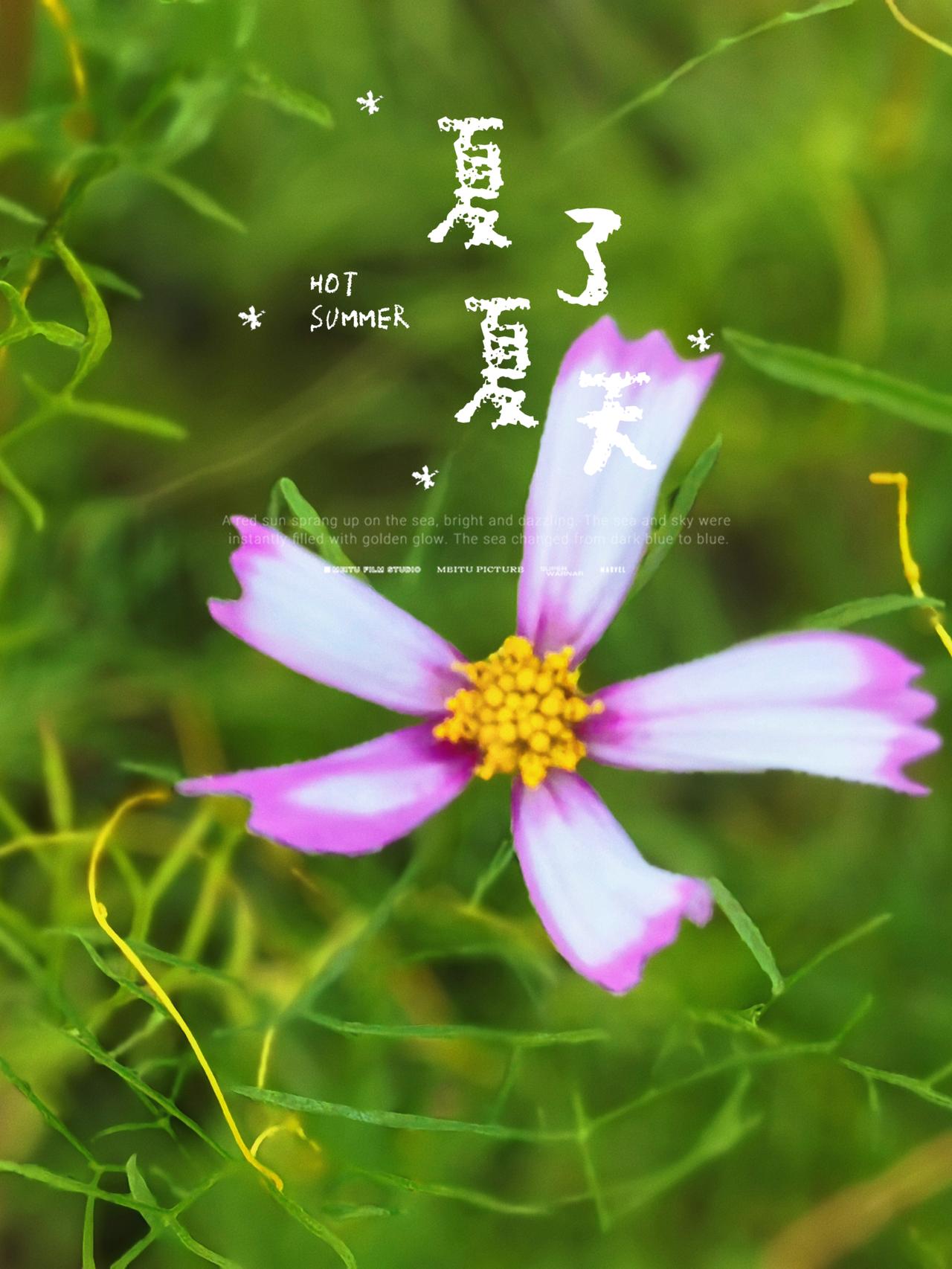 夏花漫，风也软，
花一开，夏天就甜了。