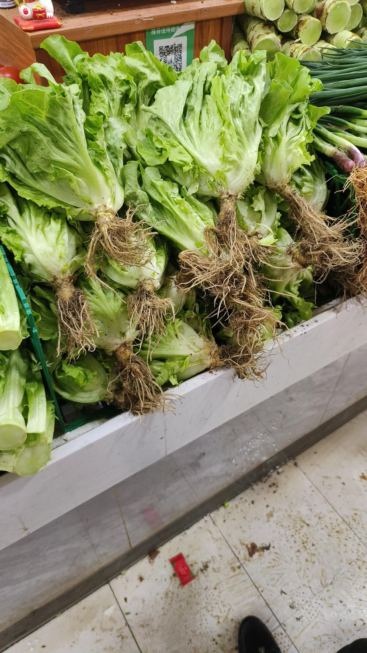 为什么今天菜市场的生菜多了条“尾巴”？

继葱开花，入盆，进军菜市场后，我忽然发