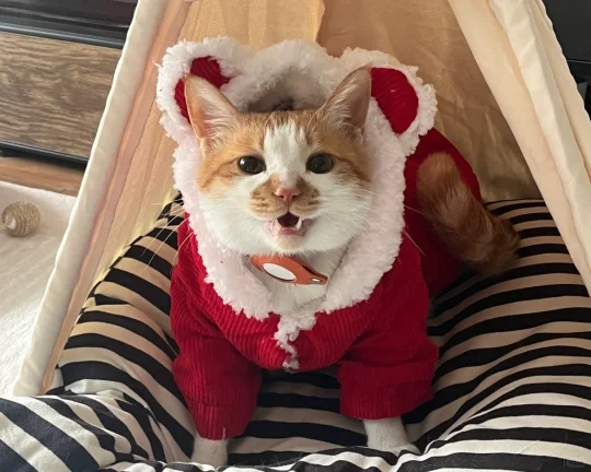 过年啦～怀民给您拜个早年