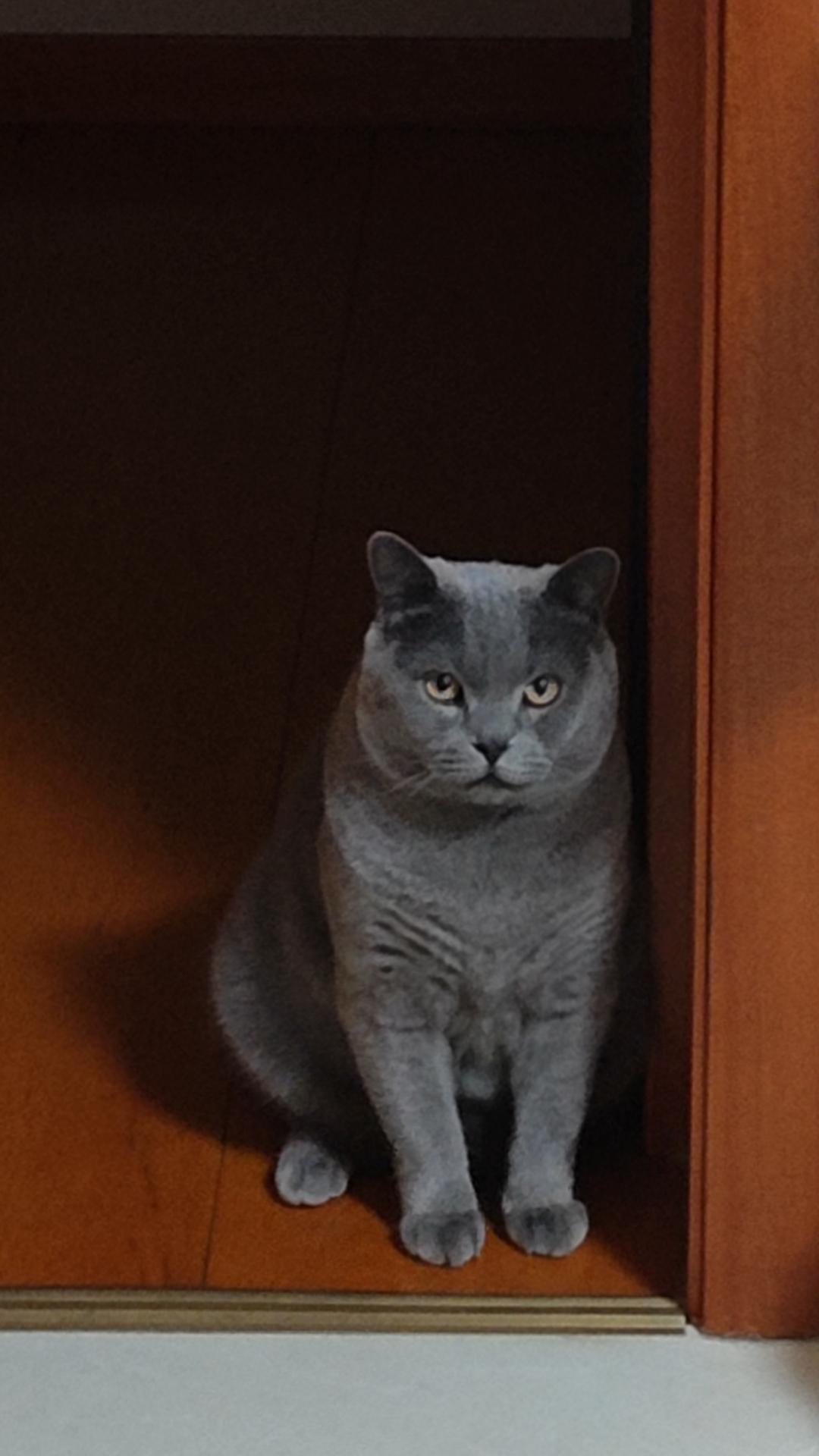 冬日生活打卡季“躲在柜子缝里暗中观察，看你什么时候给我开罐头。”