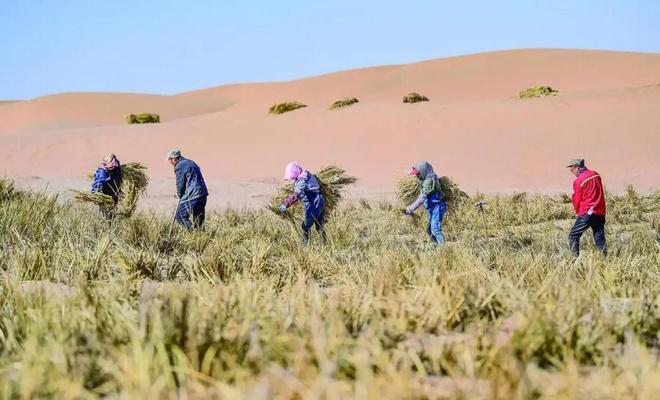 万万没想到，中国工程闹了个大“乌龙”，原本以为在沙漠种小麦产量会很低，不料一亩地