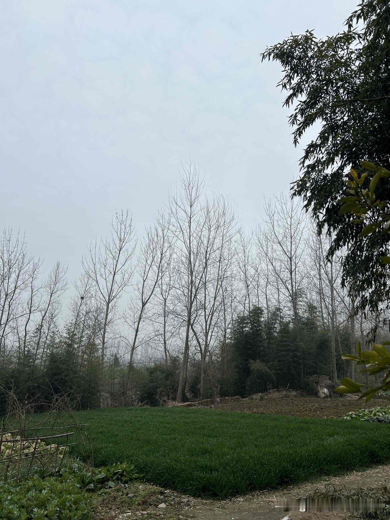 【卜算子 ·且惜芳时候】

乳燕绕雕梁，嫩叶匀新柳。
已进清明淡荡天，斗艳群芳秀