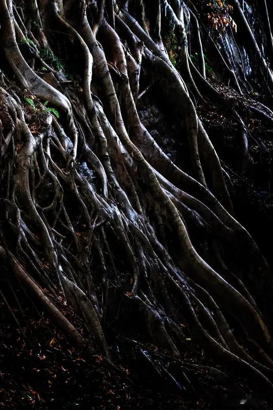 坎儿不是让你停的，是让你迈的

村口那条路上有根老树根，拱出地面半尺高，横在路中