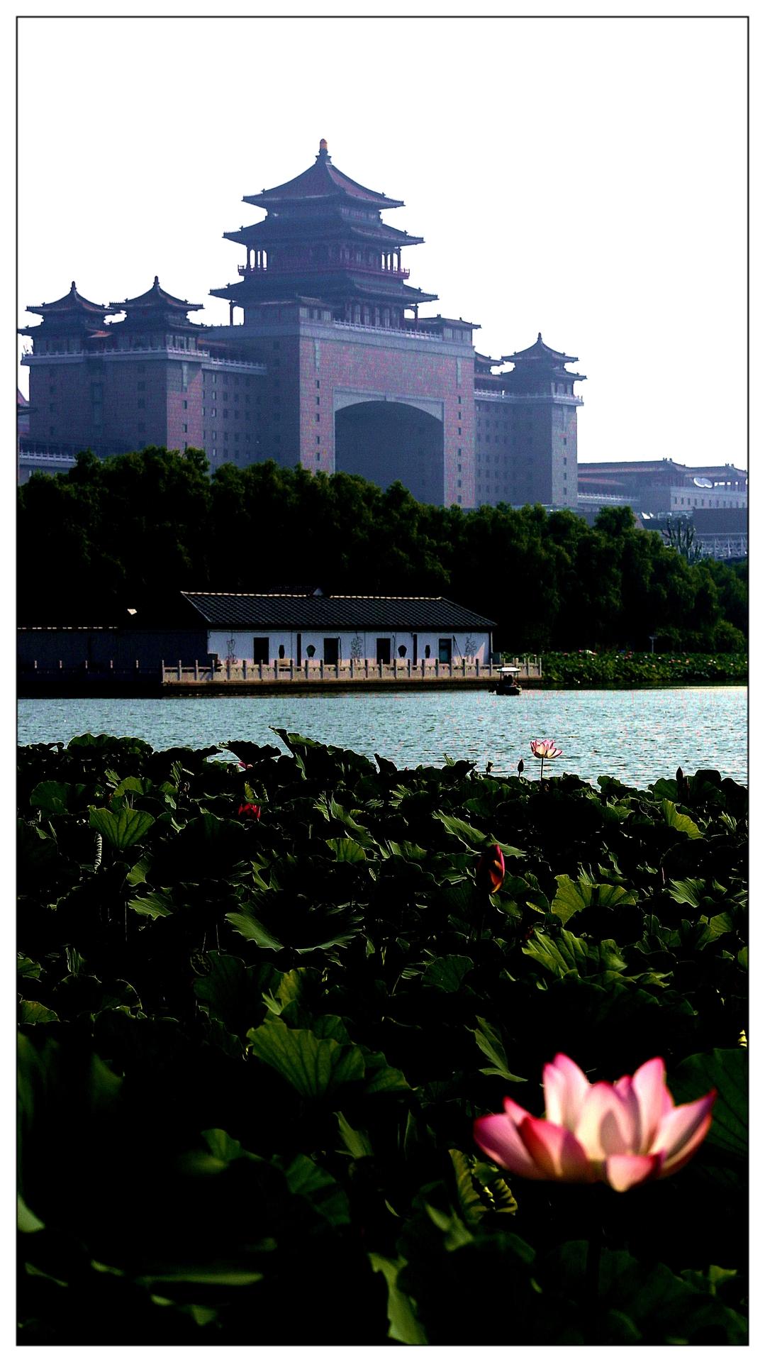 喜迎荷花开
