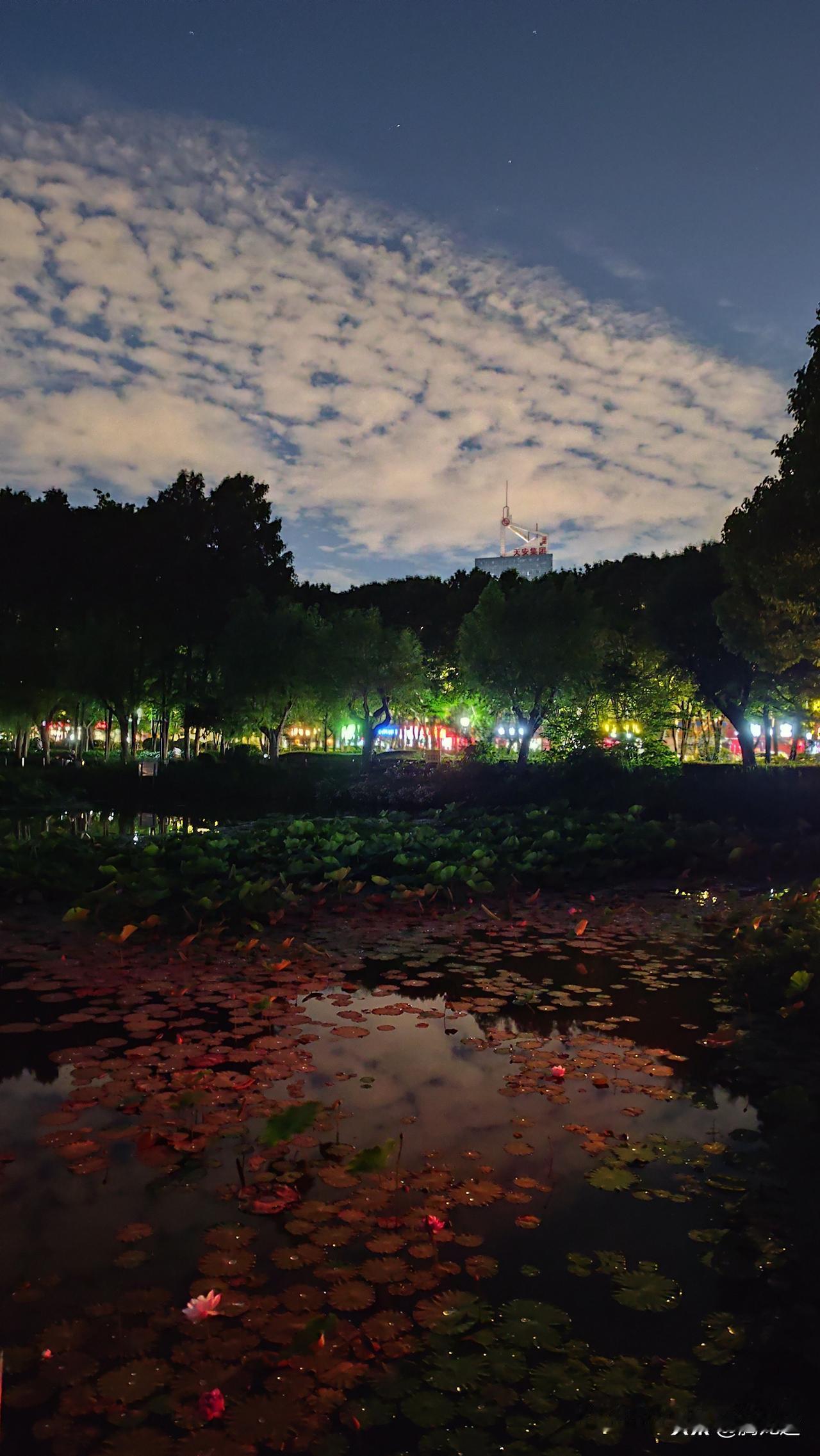 分享一张最近随手拍的照片夏日夜晚多彩的风景