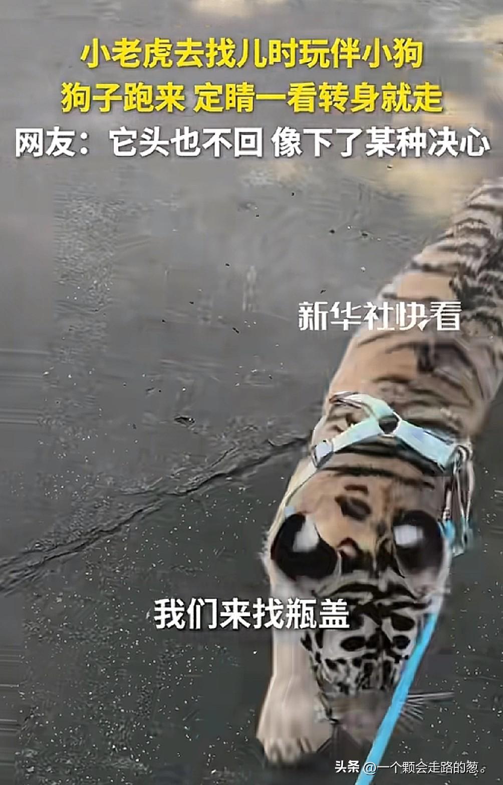 万万没想到，
小狗和老虎成了朋友，
小狗叫瓶盖，小老虎叫小满，随着老虎长大，瓶盖