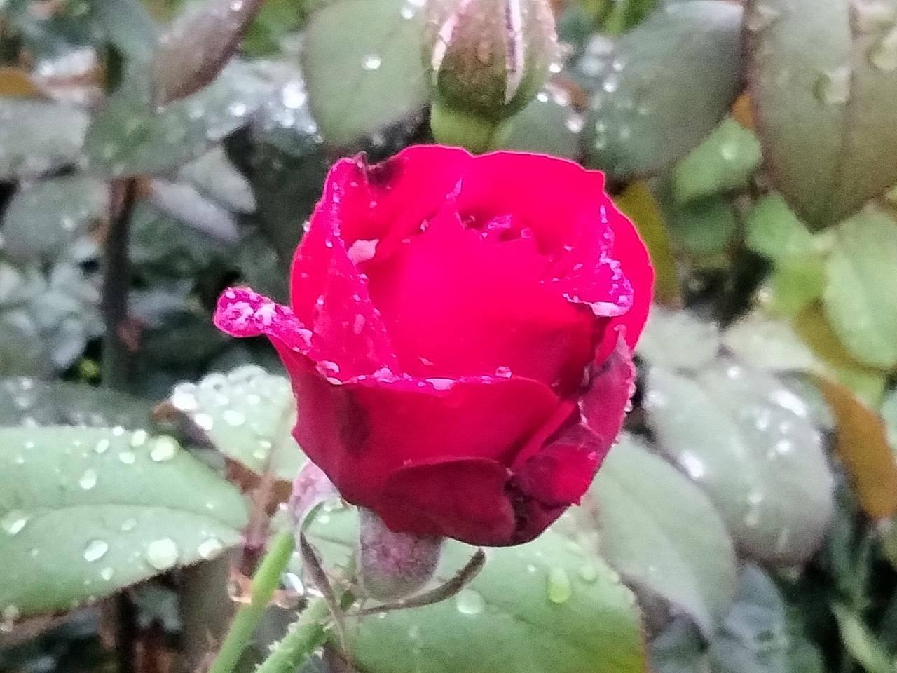 分享一张随手拍的花。月季花，一月一开吗？
