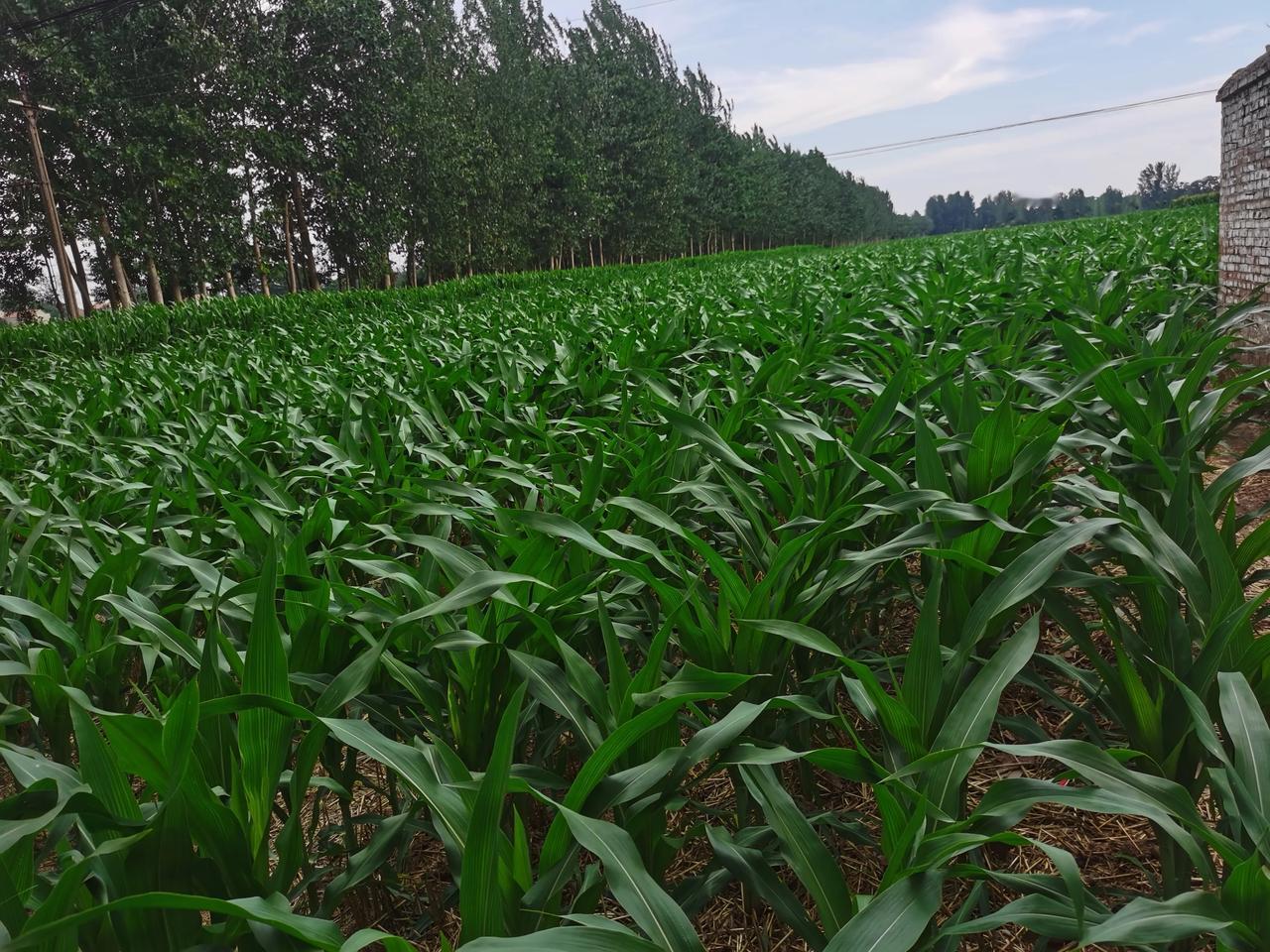 今年玉米丰收有保障了，昨天又下了一场透雨，看看玉米长势良好！亩产能达二千多斤没问