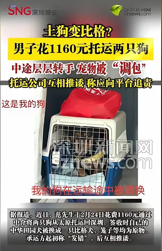 “离了个大谱！”近日，广东深圳，一男子花费1160元，托运了自己的两只中华田园犬