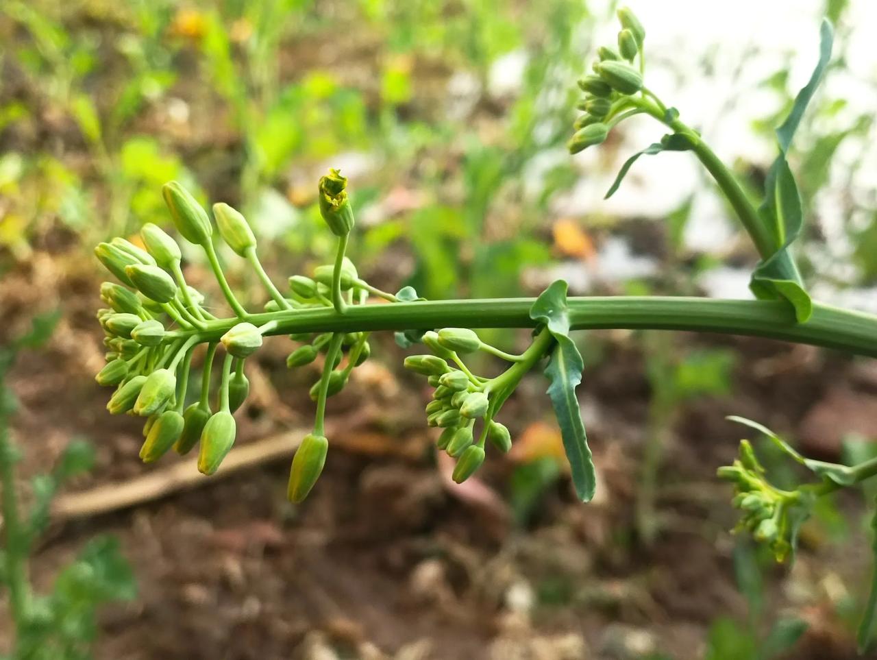 豫东老家的油菜花开了。
   周末回了老家，油菜花开了，非常好看。
   我的一