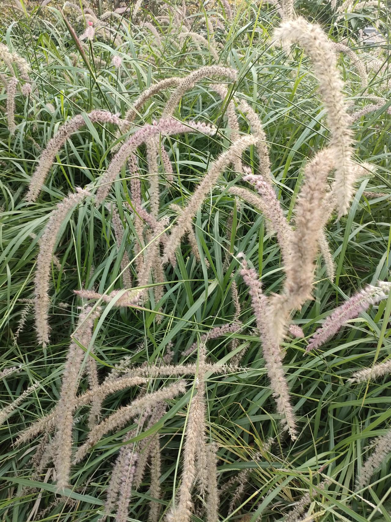 遇见过最尴尬的事
 
上次同事约我下班喝奶茶，我嘴快说“要回家陪我妈”，结果下一