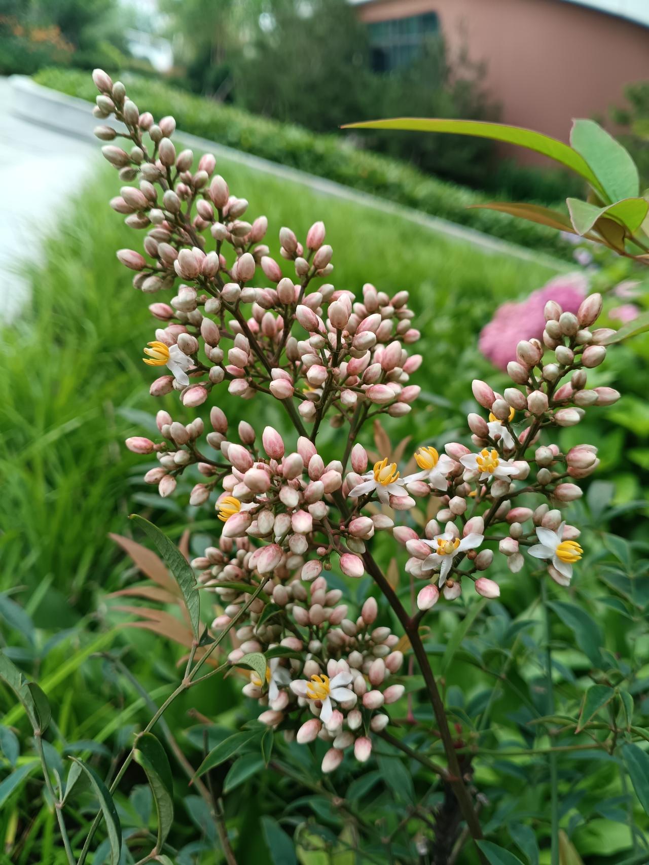 粉蕾缀满细枝，素瓣托着金蕊，南天竹藏起温柔。草木清润，微风漫过，一丛细碎繁花，揉