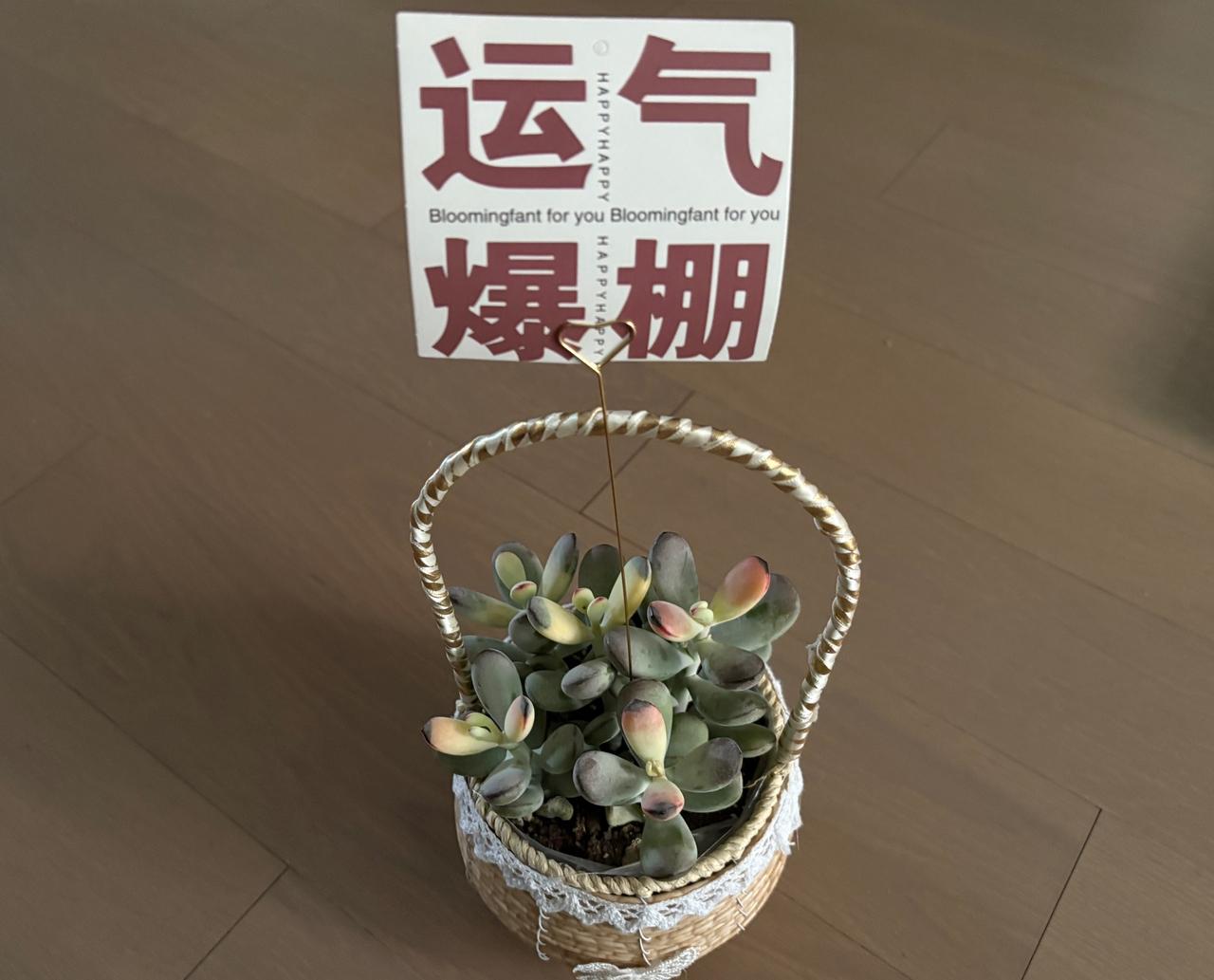 相信运气会眷顾自己

女儿这次买的房子认筹率为百分之四百多。比去年没摇上号的楼盘