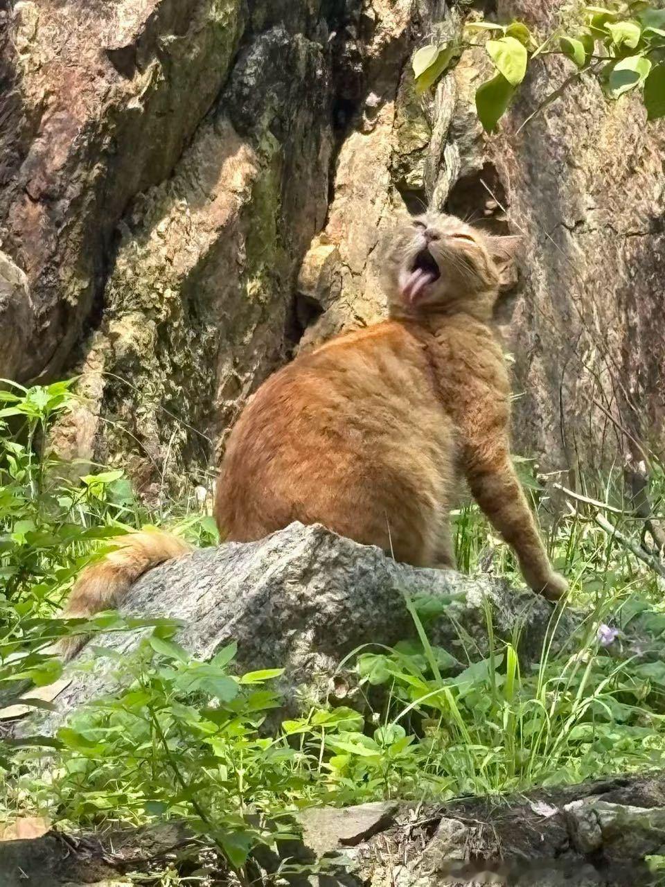 49720【丑猫】干嘛.... 