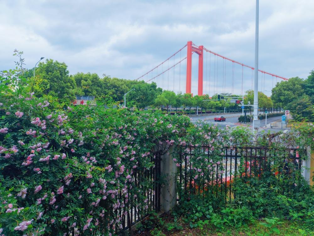 【汉阳江边蔷薇花盛放迎客】又到蔷薇花期，汉阳鹦鹉洲长江大桥下，武汉世茂希尔顿酒店