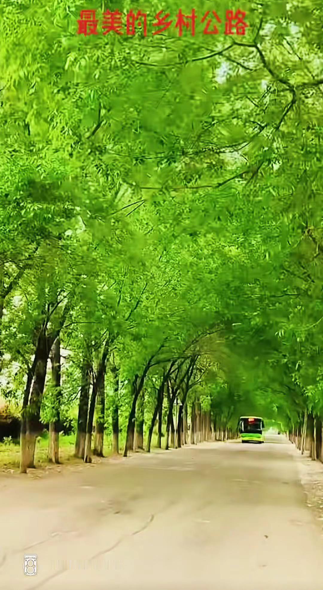 家乡的林荫大道，绿阴如盖，车行其间，勿翦勿伐”之境🌳🚗