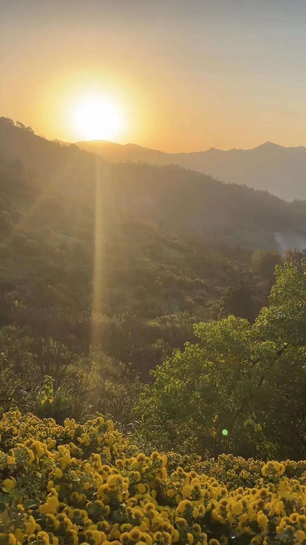 晨曦中的金色花海，静谧而美丽。暮色盛开 发现醉美晨光 画卷般的清晨