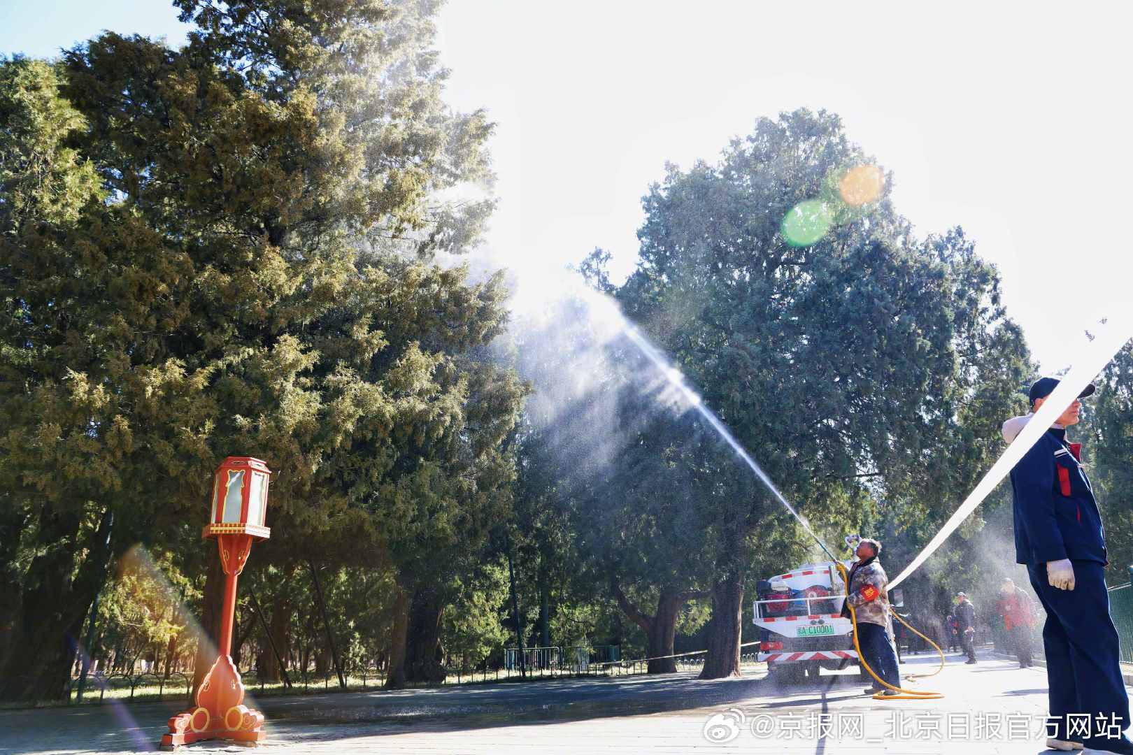 【#天坛公园开始治花粉了#】#北京市区最大柏树林启动花粉治理# 春风送暖，万物复