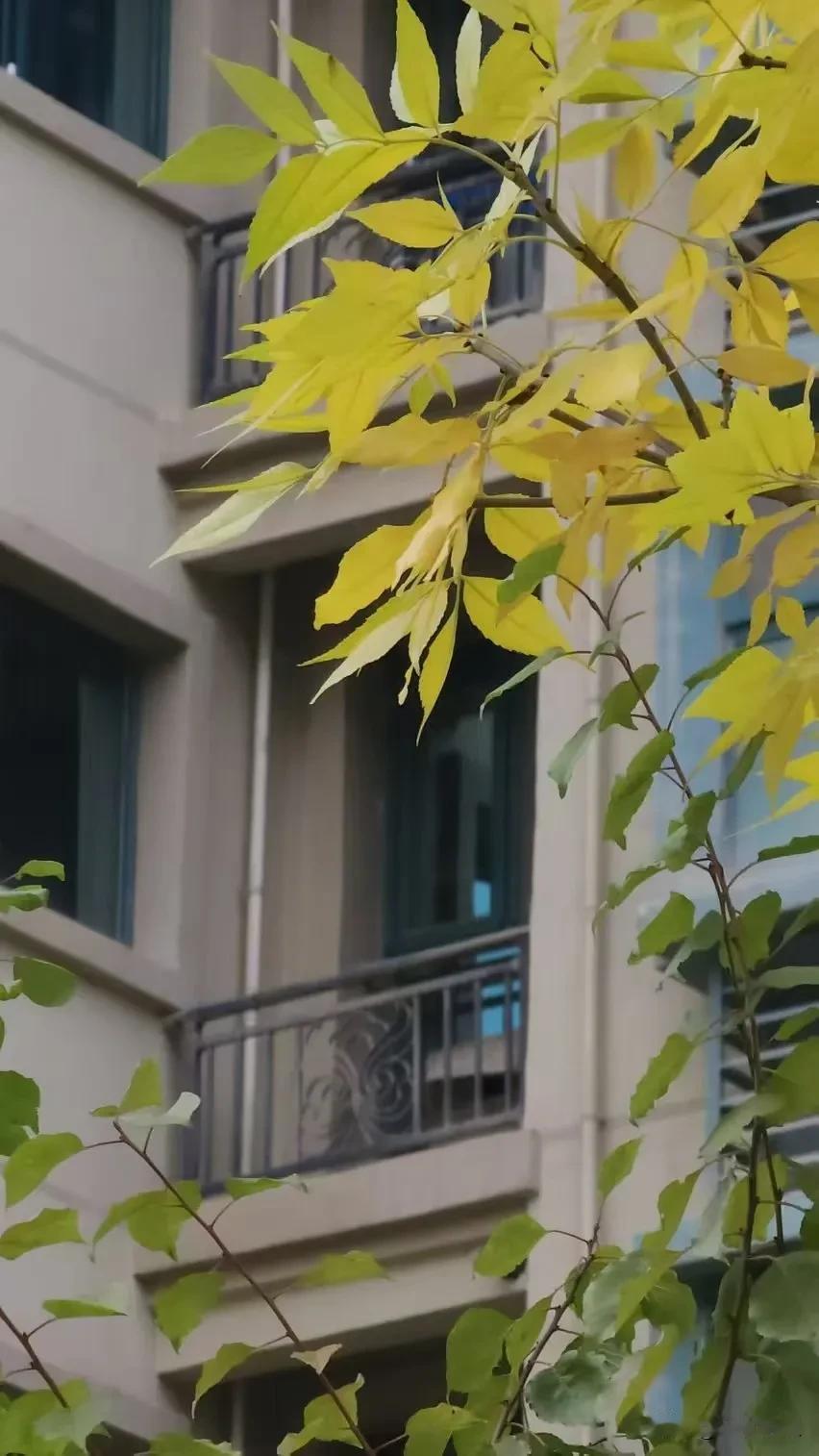        昨晚回家比较晚，今天好像还没有缓过神来，今早没有去单位，娃爸也早早