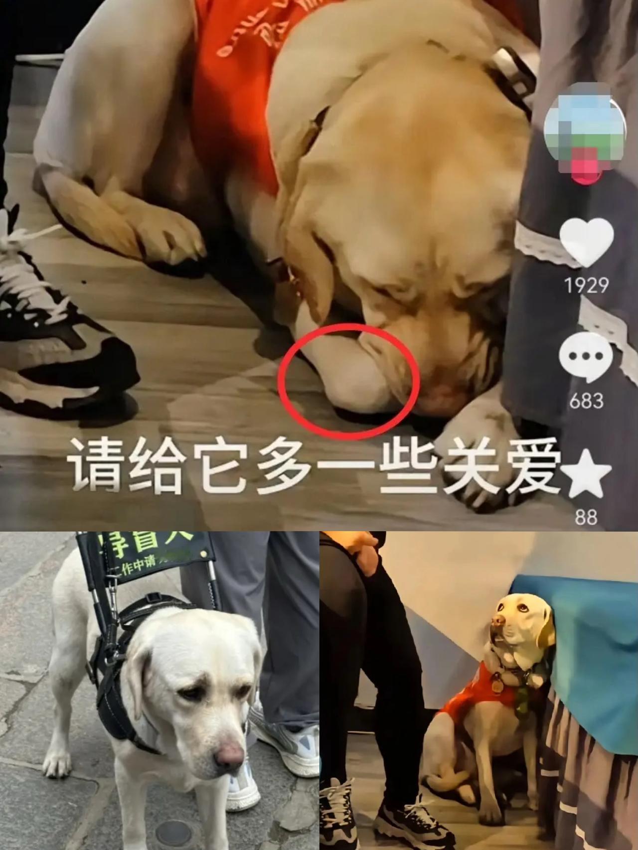 其实芬迪的主人王营营不明白，
大家生气的不是她带芬迪爬泰山，
也不是一辈子围着按