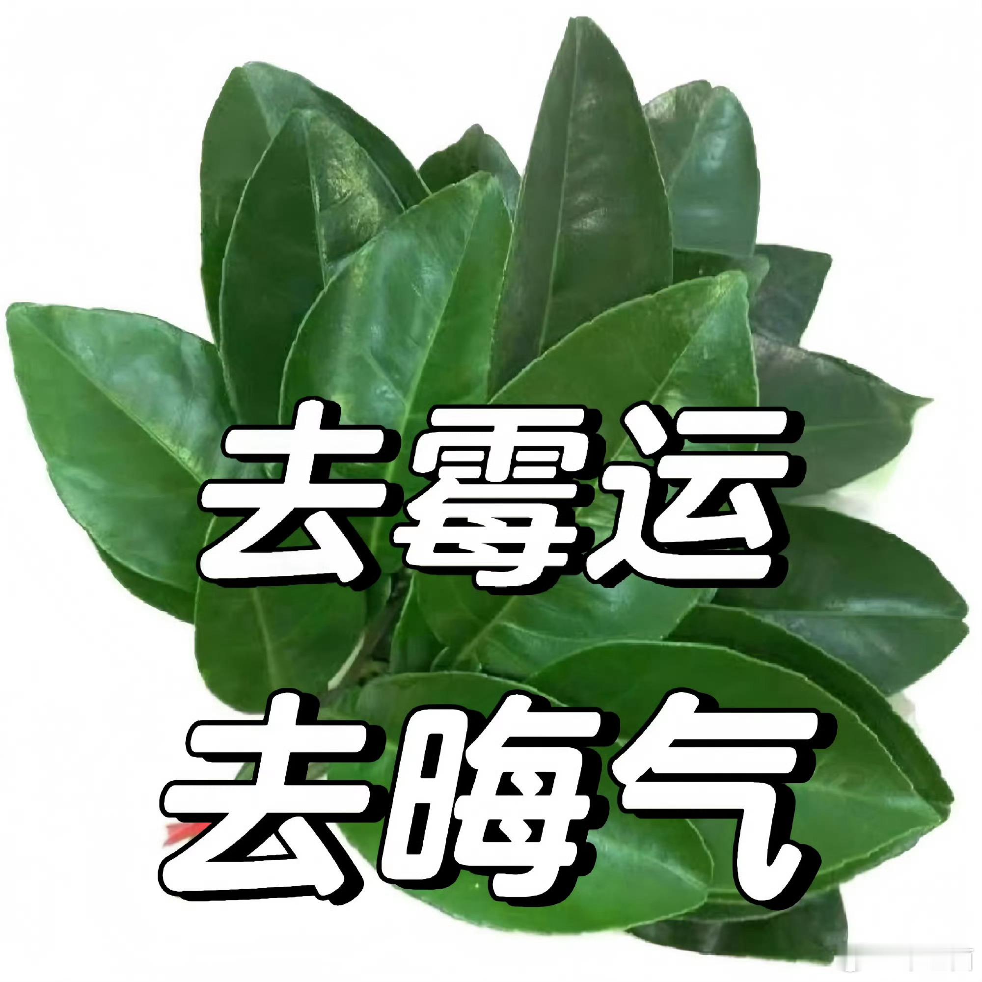 好运2026 柚子叶 去霉运 去晦气🍃 转赞灵 